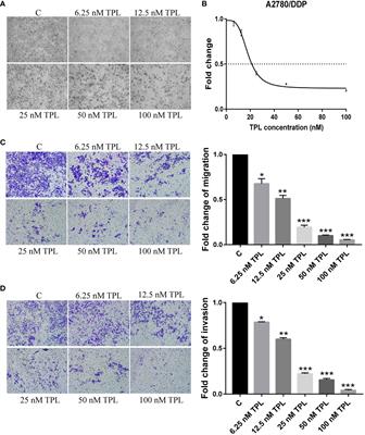 TPL Inhibits the Invasion and Migration of Drug-Resistant Ovarian Cancer by Targeting the PI3K/AKT/NF-κB-Signaling Pathway to Inhibit the Polarization of M2 TAMs